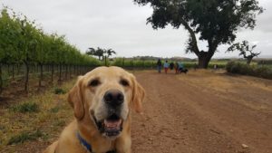 Tacos & Tails - Dog Walk in the Vineyard @ Zaca Mesa Winery | Los Olivos | CA | United States